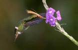Rufous-crested Coquette (Lophornis delattrei) photo, Adult Male, El Valle, Cocl�, Panama, December, 2005