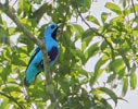 Blue Cotinga (Cotinga nattererii) photo, Adult Male, Canal Zone, Panama, November, 2005
