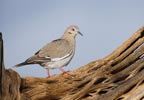 White-winged Dove (Zenaida asiatica) photo, Adult, Pima Cnty, AZ, July, 2006
