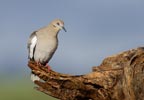 White-winged Dove (Zenaida asiatica) photo, Adult, Pima Cnty, AZ, July, 2006