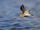Dunlin (Calidris alpina) photo, Breeding Adult in Flight, Santa Clara Cnty, CA, April, 2006