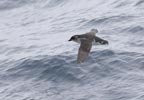 South Georgian Diving-Petrel (Pelecanoides georgicus) photo, In Flight, South Georgia, March, 2006