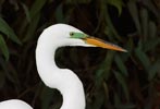 Great Egret (Ardea alba) photo, Breeding Adult, Santa Clara Cnty, CA, May, 2006