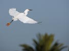 Snowy Egret (Egretta thula) photo, Breeding Adult in Flight, Santa Clara Cnty, CA, April, 2006