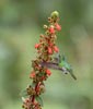 White-tailed Emerald (Elvira chionura) photo, Feeding at Flower, Cocl�, Panama, November, 2005