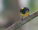 Fulvous-vented Euphonia (Euphonia fulvicrissa) photo, Adult Male, Canal Zone, Panama, November, 2005