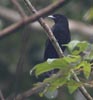 Purple-throated Fruitcrow (Querula purpurata) photo, , Canal Zone, Panama, November, 2005