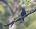 Purple-throated Fruitcrow (Querula purpurata) photo, Adult Male, Canal Zone, Panama, November, 2005