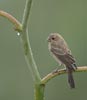 House Finch (Carpodacus mexicanus) photo, Adult Female, Santa Cruz Cnty, AZ, July, 2006