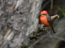 Vermilion Flycatcher (Pyrocephalus rubinus) photo, Adult Male, Santa Cruz Cnty, AZ, July, 2006
