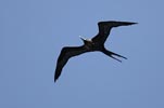 Ascension Island Frigatebird (Fregata aquila) photo, Adult Female in Flight, Boatswainbird Island, Ascension, April, 2006