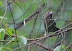 Blue-black Grosbeak (Cyanocompsa cyanoides) photo, Adult Female, Cocl�, Panama, November, 2005