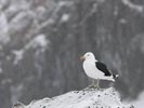 Kelp Gull (Larus dominicanus) photo, Adult, Brown Bluff, Antarctica, March, 2006
