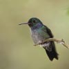 Blue-chested Hummingbird (Amazilia amabilis) photo, , Canal Zone, Panama, November, 2005