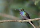 Blue-chested Hummingbird (Amazilia amabilis) photo, Adult Male, Canal Zone, Panama, November, 2005