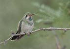 Broad-billed Hummingbird (Cynanthus latirostris) photo, Immature Male, Cochise Cnty, AZ, July, 2006