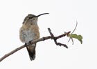 Lucifer Hummingbird (Calothorax lucifer) photo, Female, Cochise Cnty, AZ, July, 2006