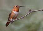 Rufous Hummingbird (Selasphorus rufus) photo, Adult Male, Cochise Cnty, AZ, July, 2006