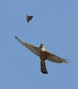 Cooper's Hawk (Accipiter cooperii) photo, Adult pursuing Barn Swallow, Santa Clara Cnty, CA, April, 2006