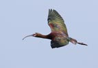 White-faced Ibis (Plegadis chihi) photo, Breeding Adult in Flight, Kern Cnty, CA, May, 2006