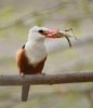 Gray-headed Kingfisher (Halcyon leucocephala) photo, Adult with Prey, Cape Verde Islands, April, 2006