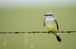 Western Kingbird (Tyrannus verticalis) photo, Adult, San Benito Cnty, CA, April, 2006