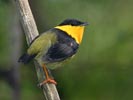 Golden-collared Manakin (Manacus vitellinus) photo, Adult Male, Canal Zone, Panama, November, 2005