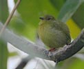 Golden-collared Manakin (Manacus vitellinus) photo, Adult Female, Canal Zone, Panama, November, 2005