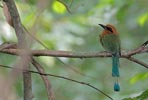 Broad-billed Motmot (Electron platyrhynchum) photo, Adult, Canal Zone, Panama, November, 2005