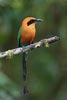 Rufous Motmot (Baryphthengus martii) photo, , El Valle, Cocl�, Panama, November, 2005