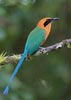 Rufous Motmot (Baryphthengus martii) photo, , El Valle, Cocl�, Panama, November, 2005