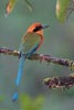 Rufous Motmot (Baryphthengus martii) photo, , El Valle, Cocl�, Panama, December, 2005