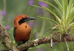 Rufous Motmot (Baryphthengus martii) photo, , El Valle, Cocl�, Panama, December, 2005