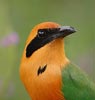 Rufous Motmot (Baryphthengus martii) photo, , El Valle, Cocl�, Panama, November, 2005
