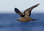Brown Noddy (Anous stolidus) photo, Adult in Flight, St. Helena, March, 2006