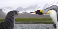 King Penguin (Aptenodytes patagonicus) photo, Staredown with Antarctic Fur Seal pup, Salisbury Plain, South Georgia, March, 2006