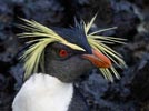 Northern Rockhopper Penguin (Eudyptes (chrysocome) moseleyi) photo, Adult, Gough Island, March, 2006