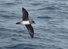 Atlantic Petrel (Pterodroma incerta) photo, In Flight, Off Gough Island, March, 2006