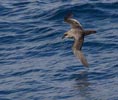 Atlantic Petrel (Pterodroma incerta) photo, In Flight, Off Gough Island, March, 2006