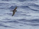 Bulwer's Petrel (Bulweria bulweria) photo, In Flight, St. Helena, March, 2006