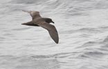 Great-winged Petrel (Pterodroma macroptera) photo, In Flight, Gough Island, March, 2006
