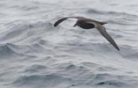 Great-winged Petrel (Pterodroma macroptera) photo, In Flight, Gough Island, March, 2006