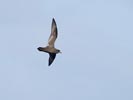 Great-winged Petrel (Pterodroma macroptera) photo, In Flight, Off Tristan de Cunha, March, 2006