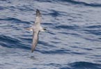 Gray Petrel (Procellaria cinerea) photo, In Flight, Off Gough Island, March, 2006