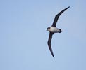 Gray Petrel (Procellaria cinerea) photo, In Flight, Off Gough Island, March, 2006