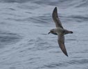Kerguelen Petrel (Lugensa brevirostris) photo, In Flight, Off Gough Island, March, 2006