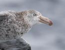 Northern (Hall's) Giant Petrel (Macronectes halli) photo, In Flight, Scotia Sea, March, 2006
