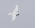 Snow Petrel (Pagodroma nivea) photo, In Flight, Antarctica, March, 2006