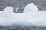 Snow Petrel (Pagodroma nivea) photo, In Flight, Antarctica, March, 2006