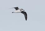 Soft-plumaged Petrel (Pterodroma mollis) photo, In Flight, Drake Passage, March, 2006